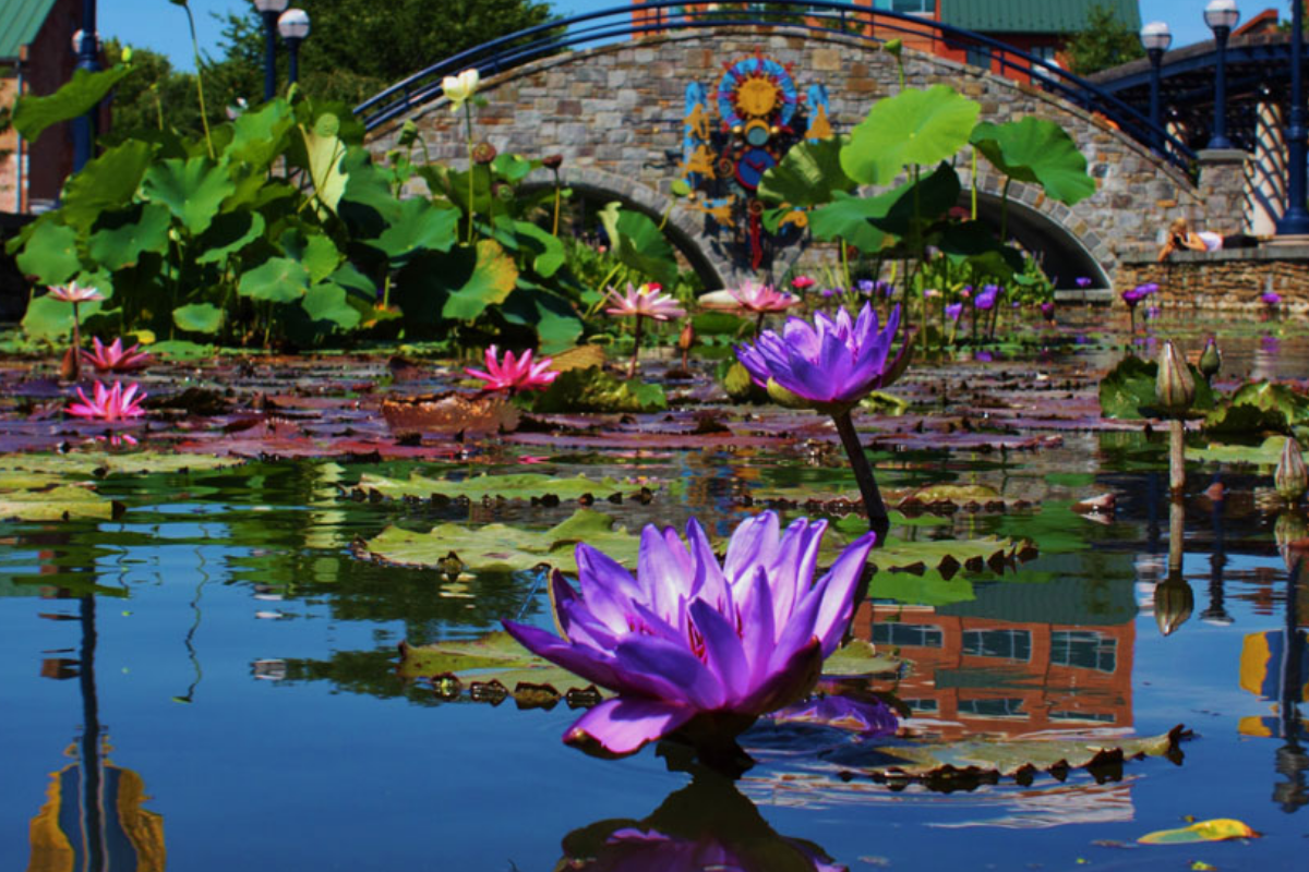 Carroll Creek