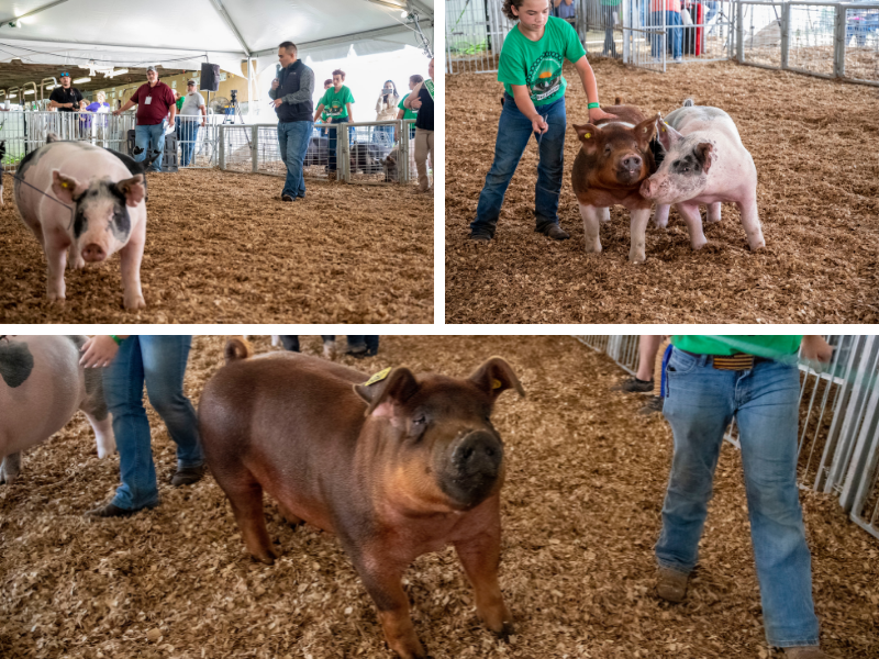 Great Frederick Fair pigs 800x600 Great Frederick Fair pigs 1000×800