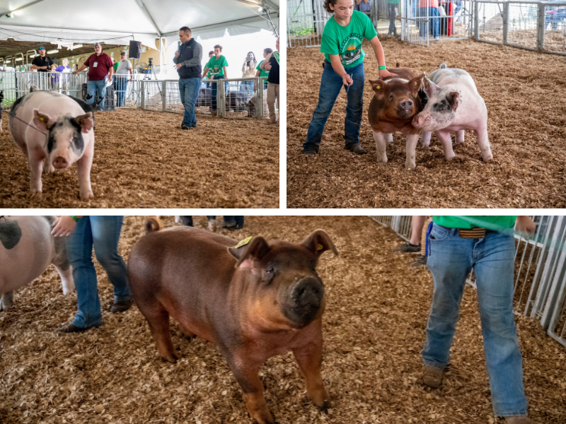 Great Frederick Fair pigs 1000×800