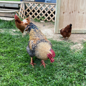 Chickens from the Ranch