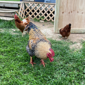 Chickens from the Ranch Chickens from the Ranch