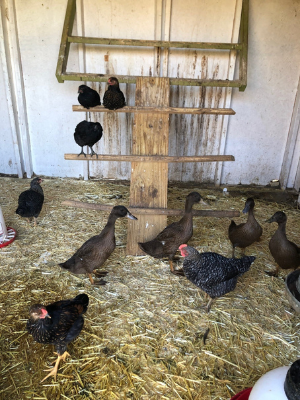 Ducks from the Ranch in the house