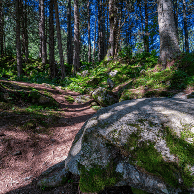 Forest Bathing